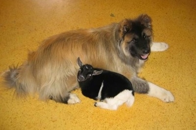 Top down view of a tan with black longcoated Akita that is laying down next to a baby goat