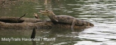 An Alligator is laying on a log in the middle of a body of water