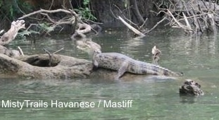 An Alligator is laying around on a tree in the middle of a body of water