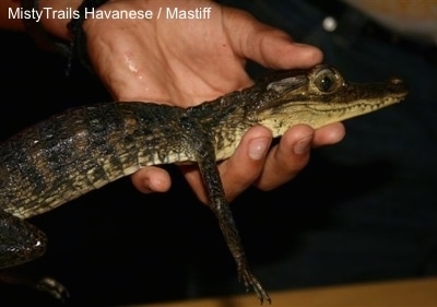 The right side of a baby Alligator is being held up by a person in one hand