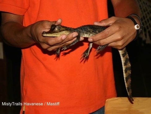 THe left side of a baby Alligator being held in the air by a person wearing an orange shirt.