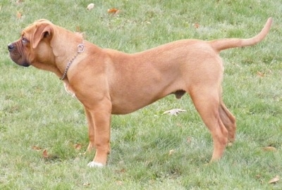 The left side of a red American Bull Dogue de Bordeaux puppy that is standing across a yard.