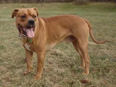 Catahoula Bulldog Mix