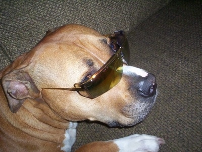 Close up - The back right side of a tan with white American Bulldog that is laying across a couch and it has sunglasses on.