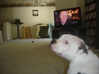 The back left side of a white with black American Bulldog that is sitting on a carpet, in front of a TV and it is looking forward.