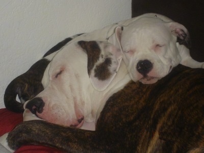 The right side of an American Bulldog puppy that is sleeping on top of an American bulldog that is sleeping.