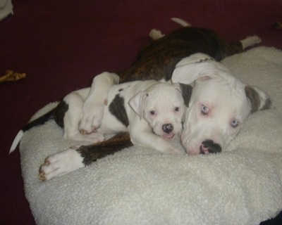 The right side of an American Bulldog puppy that is laying under the arm of an American bulldog.