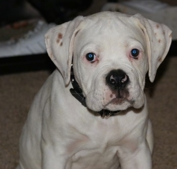 Topdown view of a white with brown American Bulldog Puppy is sitting on carpet and there is a bed behind it.
