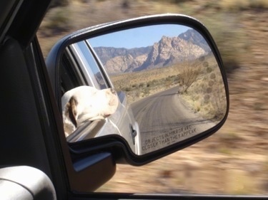 A Mirror Picture of an American Bulldog with its head out of a car window.