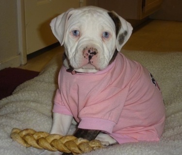 The front left side of an American Bulldog puppy that is wearing a pink shirt, it has a dog toy in front of it and it is looking forward.