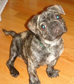 Topdown view of a brindle American Bullnese puppy that is sitting on a hardwood floor and his head is tilted to the left