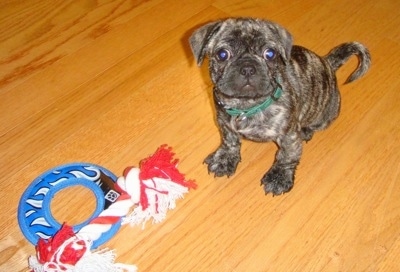 The front left side of a brindle American Bullnese puppy sitting on a hardwood floor in front of a dog toy