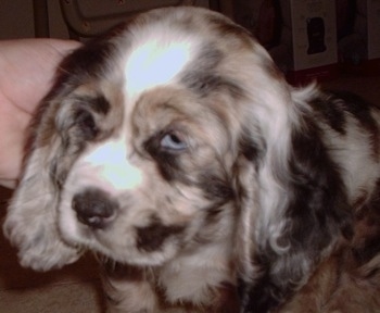 Close Up - The front left side of a parti merle colored American Cocker Spaniel puppy with blue eyes. A person is touching the side of its head.