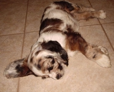 A parti merle colored American Cocker Spaniel is sleeping on its right side on a tiled floor.