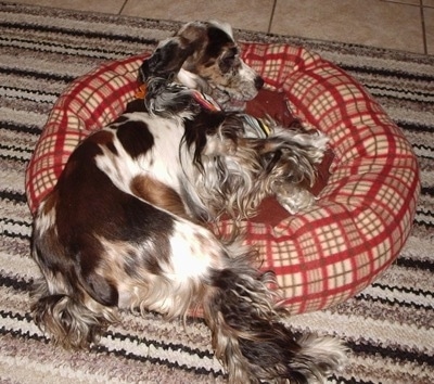 The left side of a parti merle colored  American Cocker Spaniel is laying in a dog bed