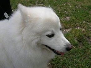 Close Up - The right side of the face of a white American Eskimo dog that is walking on grass with its mouth open and tongue out