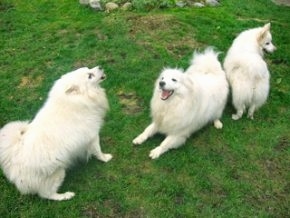 Three white American Eskimo dogs are playing around on grass
