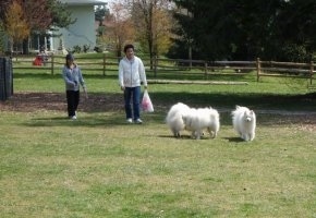 Three American Eskimo dogs are playing around on grass with people, a fence and a house behind them.