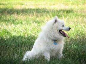 A white American Eskimo Dog is sitting on grass with its mouth open and tongue out