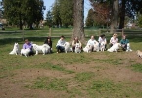 An American Eskimo dog party with a large tree and a long wooden fence behind them.