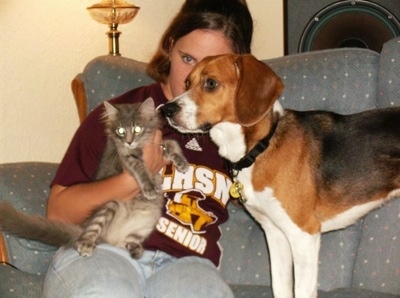 The left side of a brown and black with white American Foxhound that is standing on a couch next to a lady holding a kitten