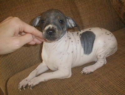 The left side of a white with black American Hairless Terrier puppy that is laying across a couch with a hand under its chin