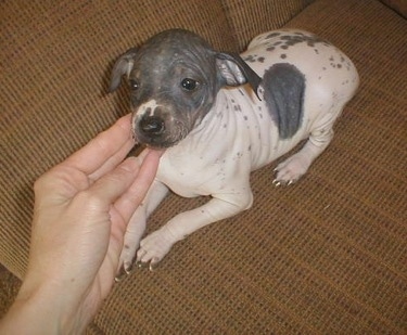 The front left side of a white with black American Hairless Terrier Puppy that is laying against the back of a couch. A persons hand is on the side of the puppys chin.