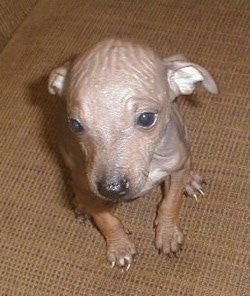 Close up - Topdown view of a brown American Hairless Terrier Pupp that is sitting on couch, its ears are pulled back and it is looking forward.