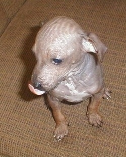 Topdown view of a brown American Hairless Terrier puppy that is sitting on couch with its tongue flicking out and it is looking to the left.