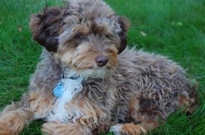 Side view - A wavy-coated brown with tan and white Miniature Aussiepoo is sitting outside in grass and looking to the left of its body.