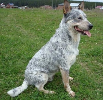 The right side of a blue-speckled Australian Cattle Dog that has its mouth open and tongue out. It is sitting in a field and it is looking to the right.