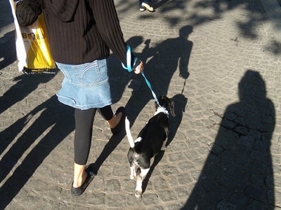 Lupinhe the Basschshund walking with a person down a stone sidewalk