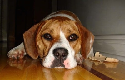 Close Up - A white with brown Beabull is laying down on a hardwood floor