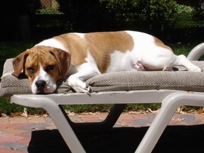 The left side of a white with brown Beabull that is laying down across a beach chair