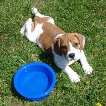 Beagle Hybrid