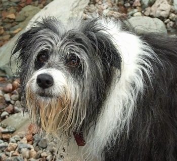 Close Up - Meg the Bearded Collie looking into the distance