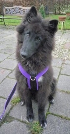 A black with white Belgian Sheepdog is sitting on a stone walkway, it is looking forward and its head is slightly tilted to the right.