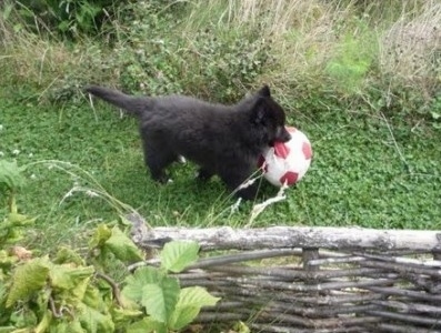 The right side of a black Belgian Sheepdog puppy that is playing with a ball outside in a field.