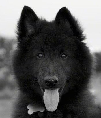 Close up - A black and white photo of a black with white Belgian Sheepdog that is sitting outside and it is looking forward.