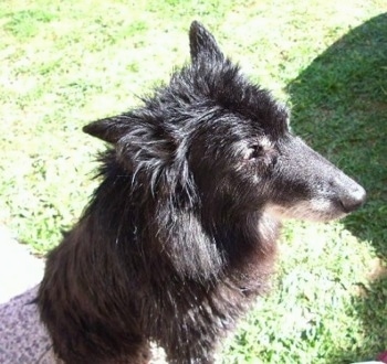 The front right side of a black Belgian Sheepdog that is sitting outside in front of a staircase.