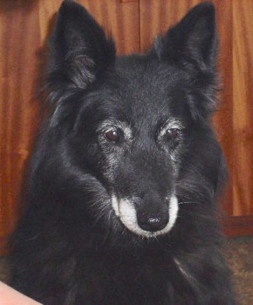 A black Belgian Sheepdog is sitting at the side of a couch and it is looking forward.