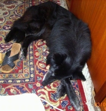 Topdown view of a black belgian Sheepdog that is laying down on a carpet, next to a flip flop.