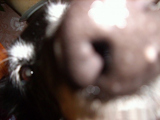 Close up - The face of nose of a black belgian Sheepdog.
