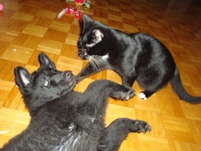 A black Belgian Sheepdog is laying on its left side on a tiled floor and there is a kitten sitting above it.