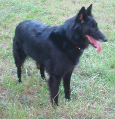 The front right side of a black Belgian Sheepdog that is standing across grass, it is looking to the right, its mouth is open and its tongue is hanging out.