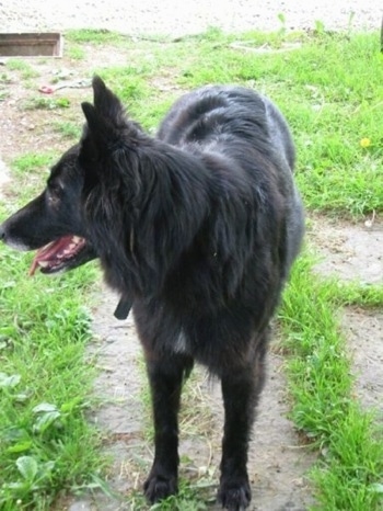 A black Belgian Sheepdog is standing on a walkway, it is looking to the left, its mouth is open and its tongue is hanging out.