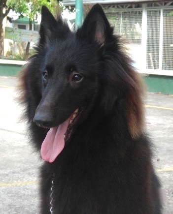 Close up - The front left side of a black Belgian Sheepdog that is sitting on a concrete surface, it is looking to the left, its mouth is open and its tongue is sticking out.