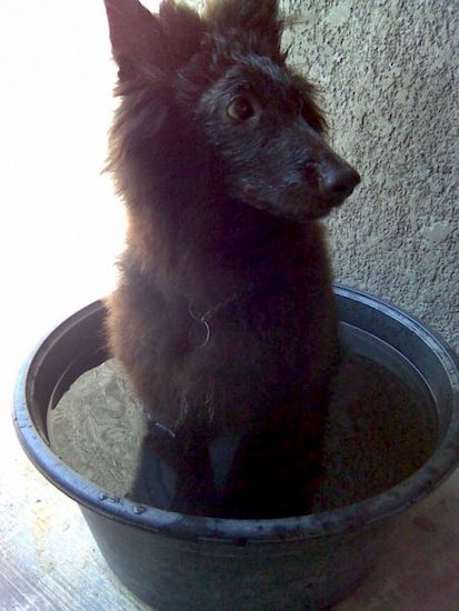 Close up - A black Belgian Sheepdog is sitting in a bucket of water and it is looking to the right.