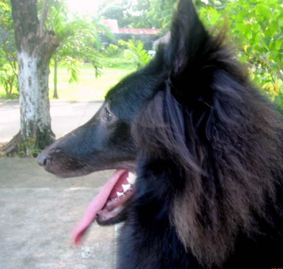 Close up - A black Belgian Sheepdog is siting at a park, it is looking to the left, its mouth is open and its tongue is out.
