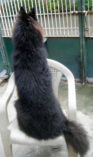 The back of a black Belgian Sheepdog that is sitting on a plastic chair and it is looking over the back.